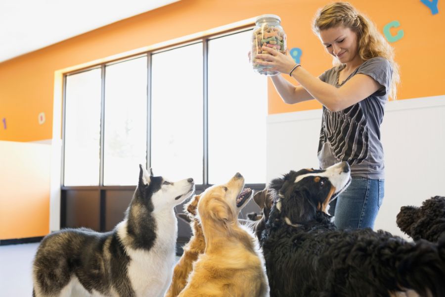 pet lifestyles
