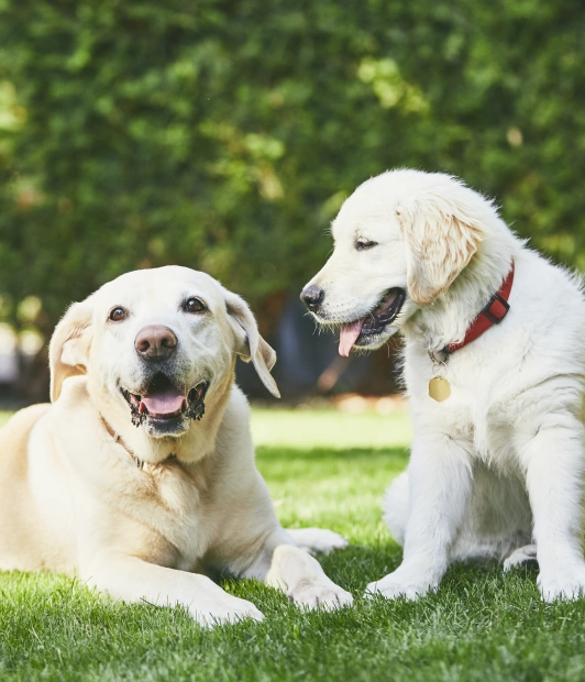 pet care