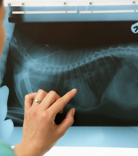 pet diagnostic testing