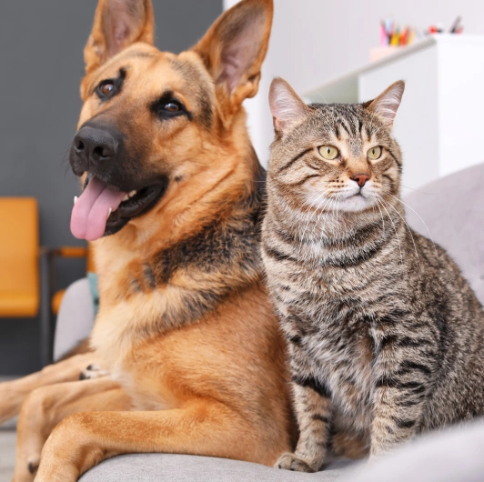 animal hospital policies