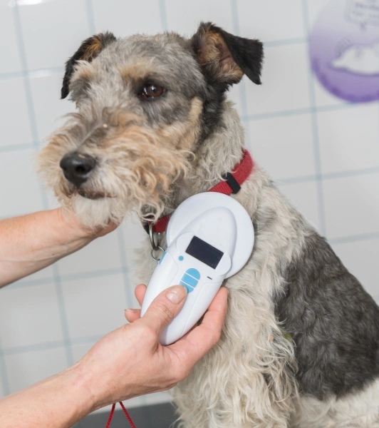 microchipping