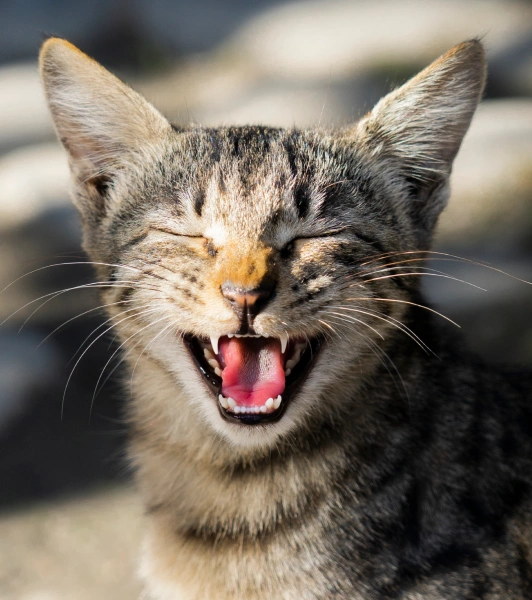 pet dental care