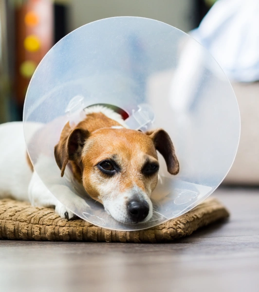 pet surgery