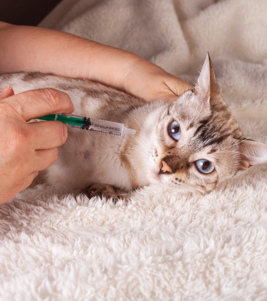 pet vaccinations