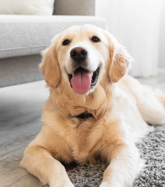 pet wellness exams