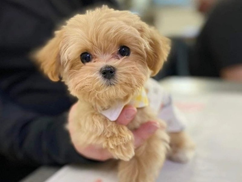 annual pet exams