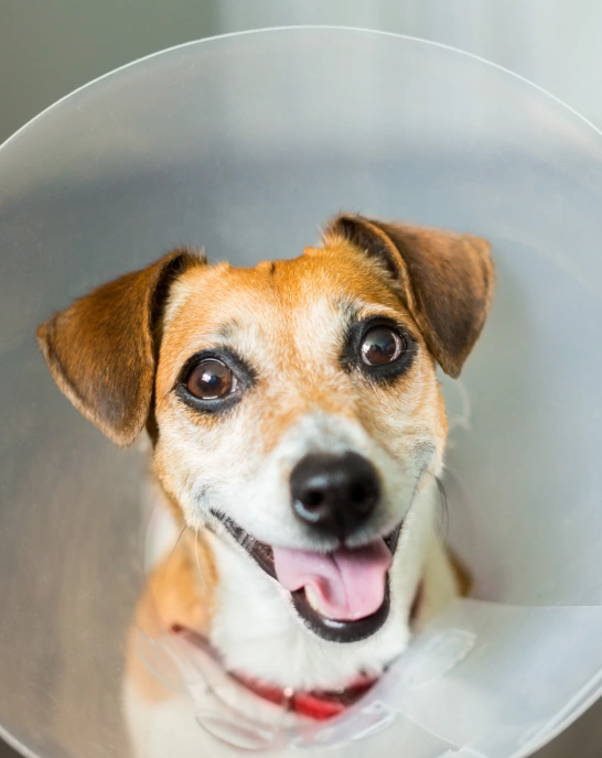 advanced laparoscopic surgery for pets