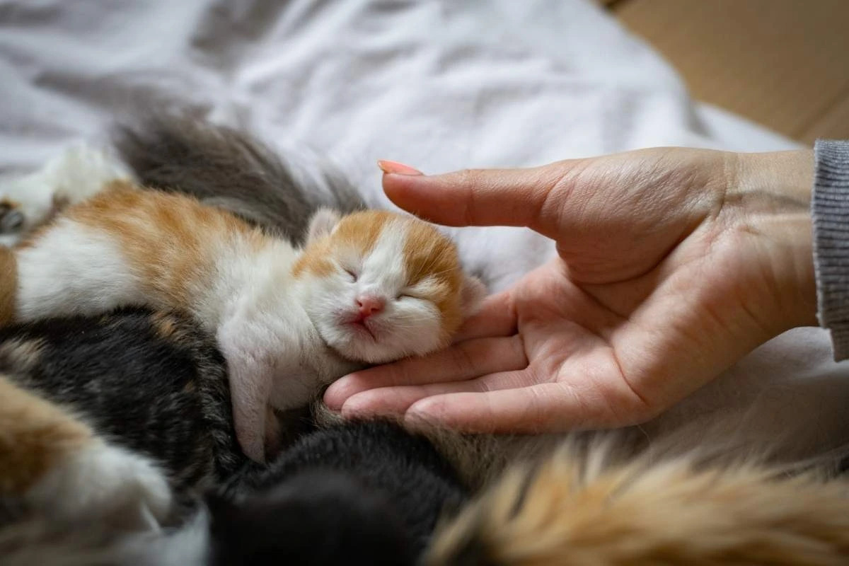 understanding the 3-3-3 Rule for raising your kitten