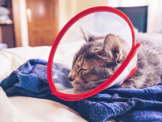 pet owners preparing their dog or cat for a veterinary surgery