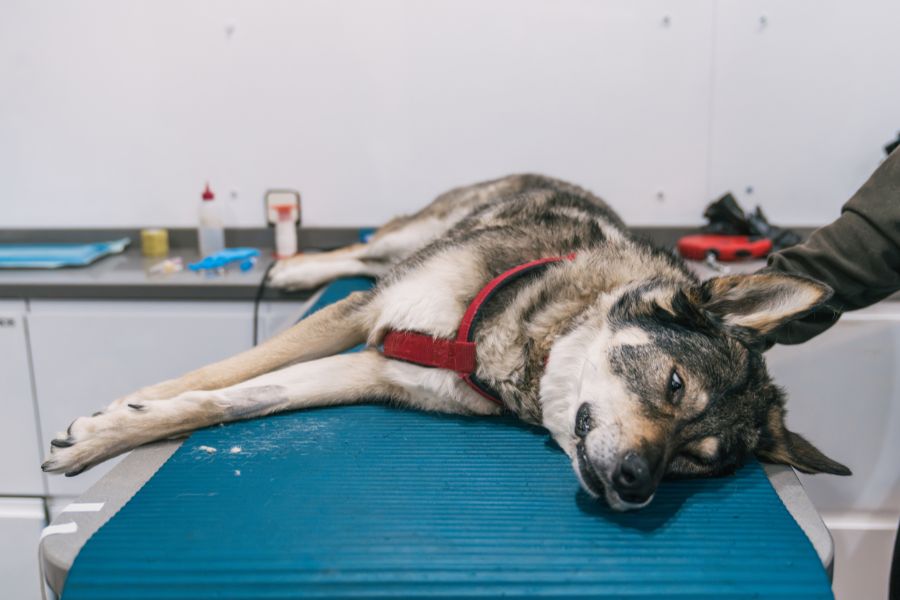 common dog health Issues