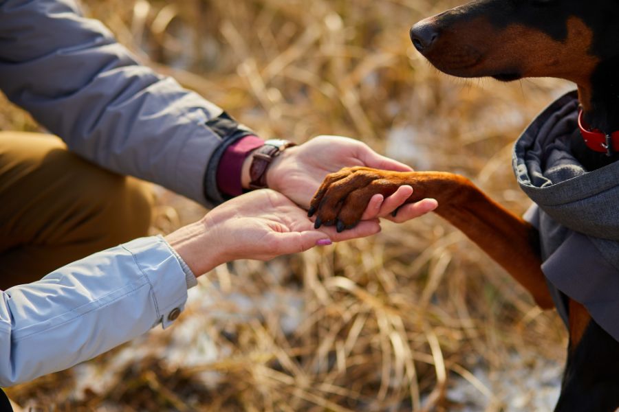 dogs and human bond