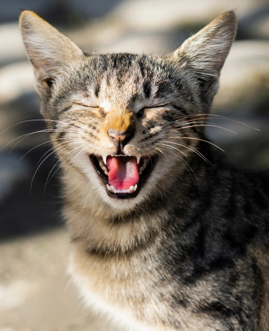 Full Range of Cat Dental Care in Lakewood