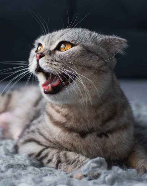 cat dental care