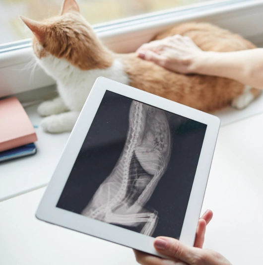 Stay Ahead of Health Concerns With Cat Diagnostic Testing