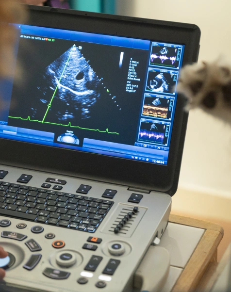 When Cat Diagnostic Testing is Necessary