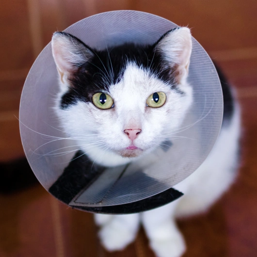 Understanding Your Cat’s Surgical Journey