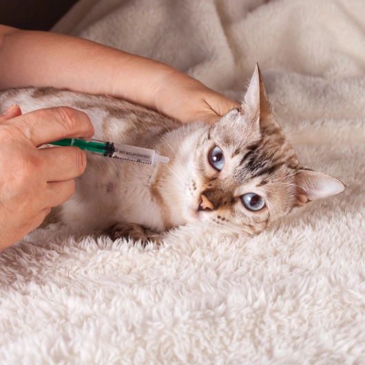 Keeping Your Cat Protected With Vaccines