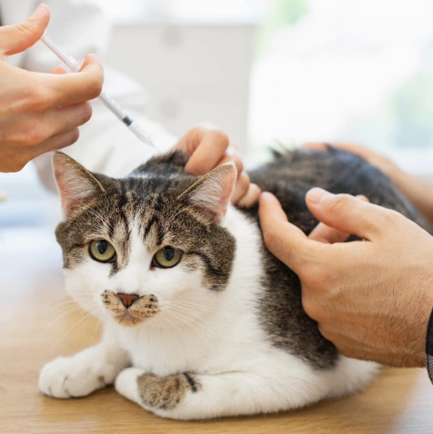 What to Expect at a Cat Vaccination Visit