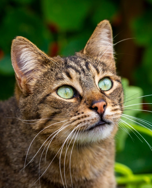 Preventive Care for Cats With Regular Wellness Exams