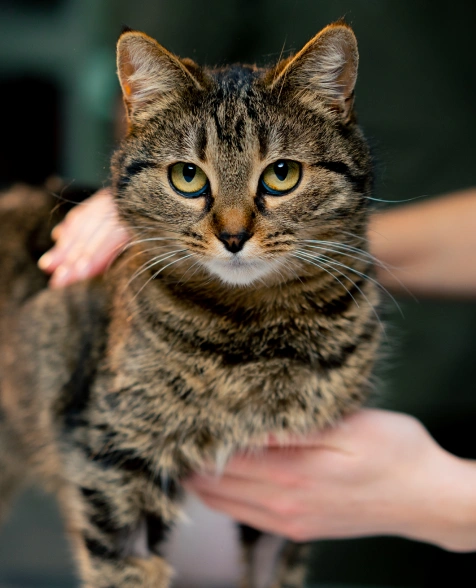 When to Schedule Your Cat’s First Wellness Exam