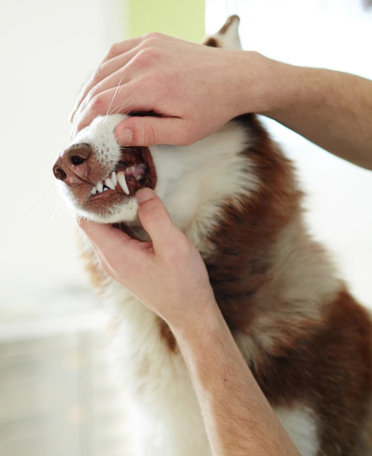 Complete Oral Health Services for Dogs