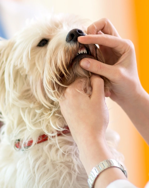 The Importance of Early Dental Care