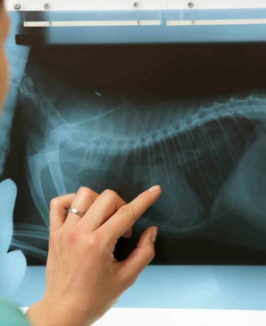 Catch Health Issues Early With Dog Diagnostic Testing