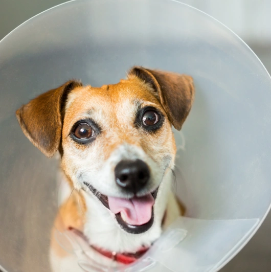 High-Quality Surgical Care for Your Dog