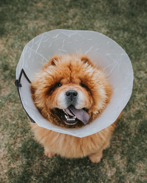What to Expect During Your Dog’s Surgery