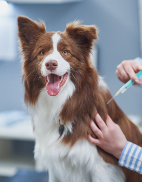 Booster and Annual Vaccine Updates