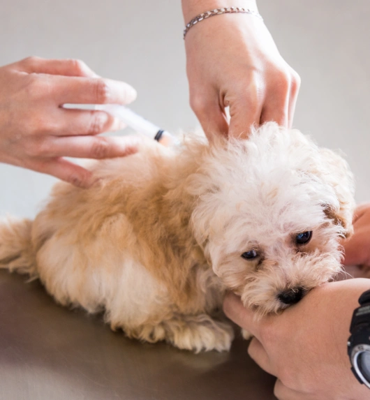 Prevent Diseases With Dog Vaccination