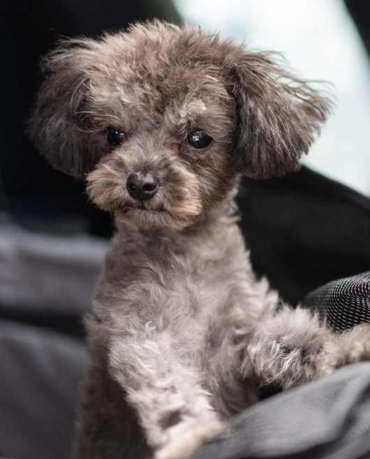 Essential Wellness Exams for Dogs