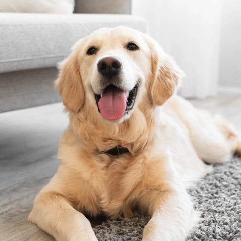 Ideal Timing for Dog Wellness Exams