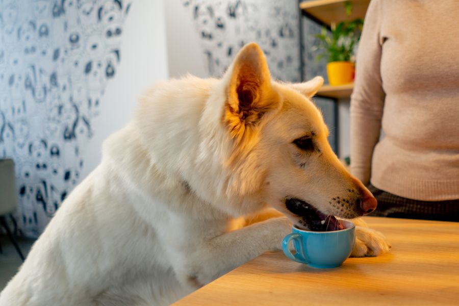pet surgery preparation