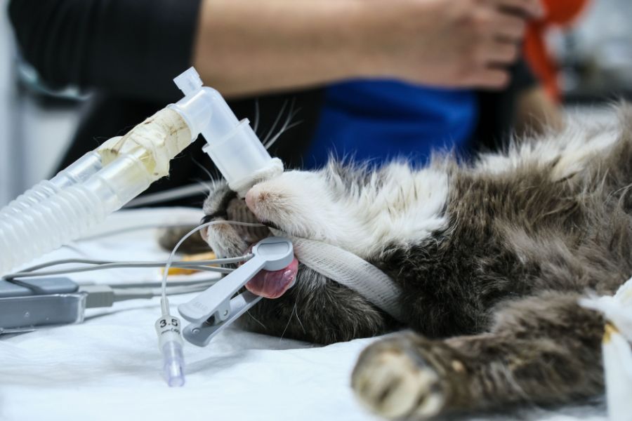 cat foreign body surgery