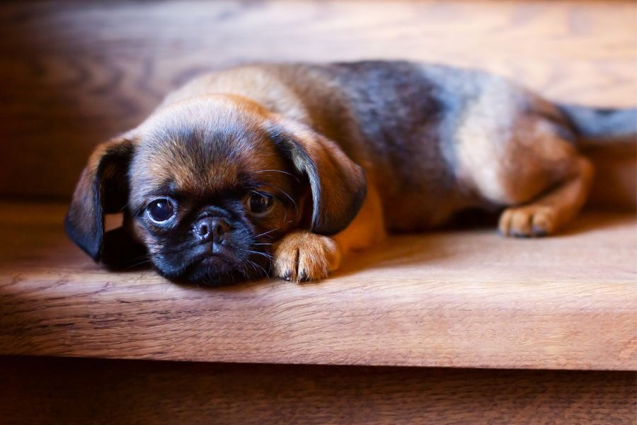 puppy potty training guide