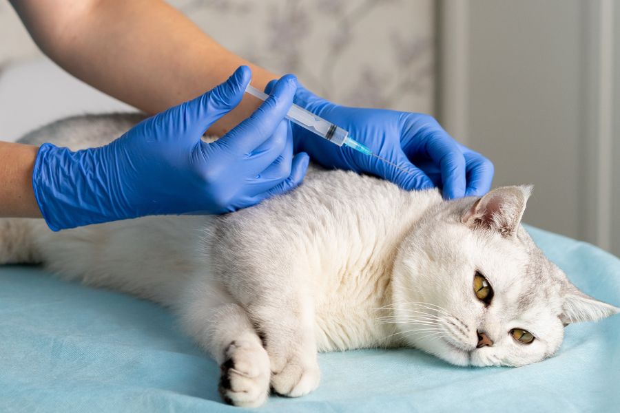 rabies symptoms in cats