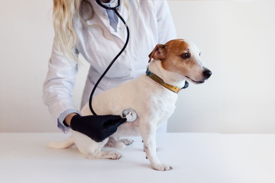 Tips for First-Time Pet Owners: Choosing the Right Vet