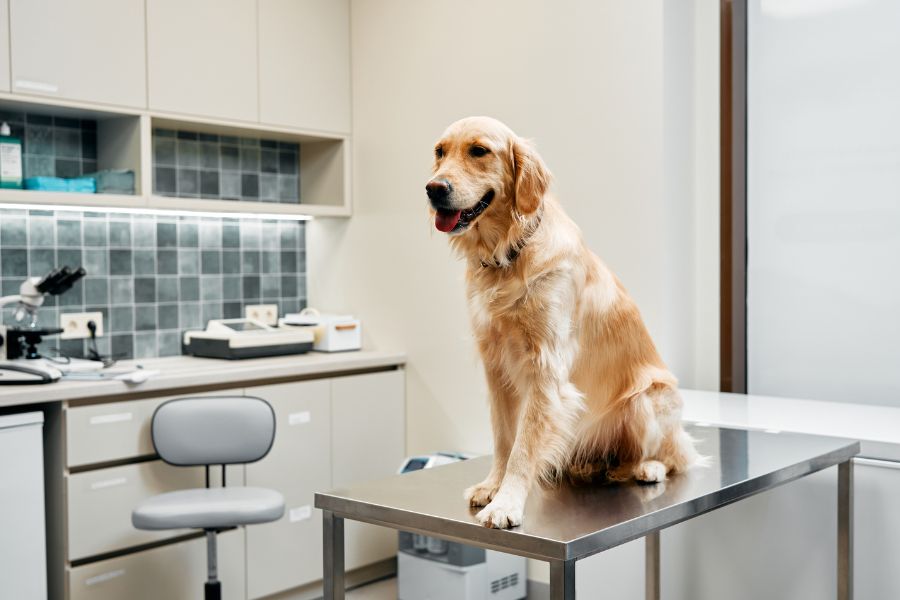 veterinary-services-near-you-guide