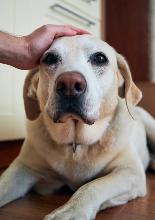 Pet diagnostic testing in Lakewood